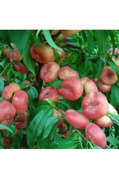 Нектарин інжирний ‘Концеттіна’